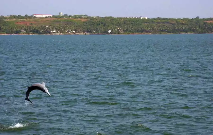 dolphin-spotting-in-goa