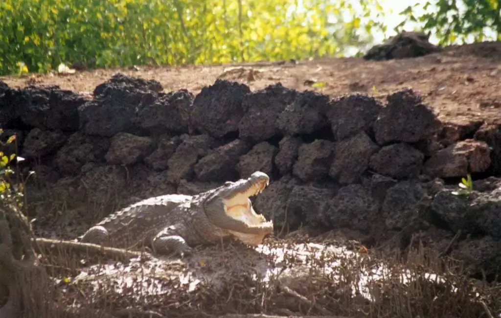 Crocodile-and-Birdwatching-Boat-Trip-Goa