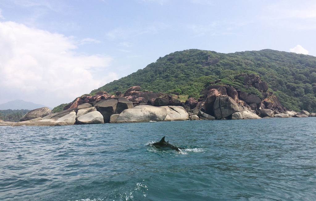 Dolphin Safari Boat Trip Goa