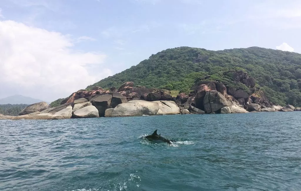 Dolphin Safari Boat Trip Goa