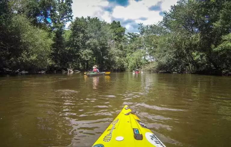 Mangrove Kayaking backwater in Goa