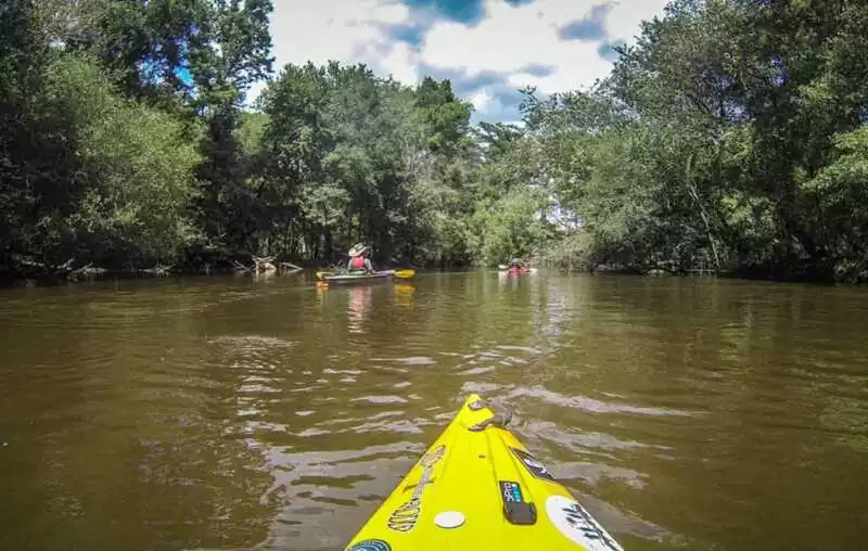 Mangrove Kayaking backwater in Goa