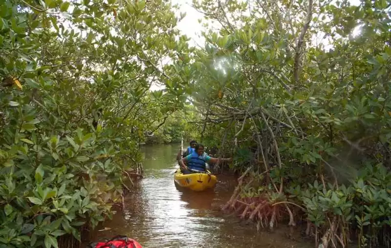 Mangrove Kayaking trip in Goa