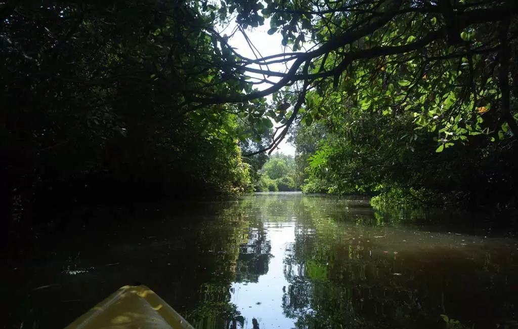 Mangrove Kayaking trip in Goa
