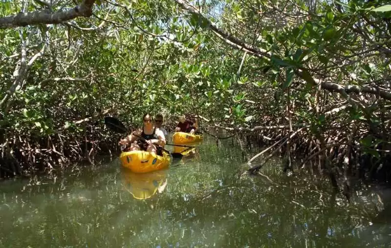 Mangrove Kayaking trip in Goa