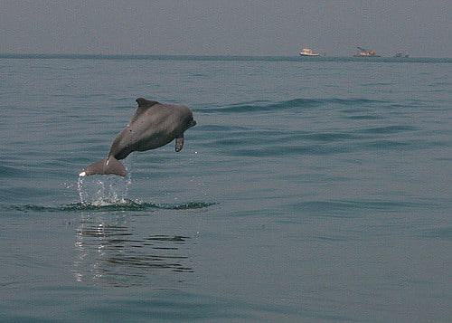 dolphin spotting Safari Goa