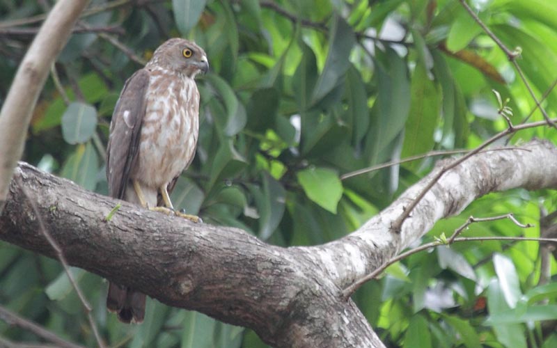Guide to exploring Wild Goa and its Wildlife Sanctuaries! 2022