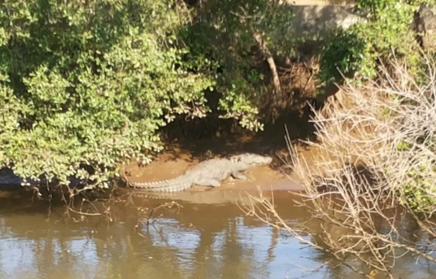 crocodile-watching-in-goa-