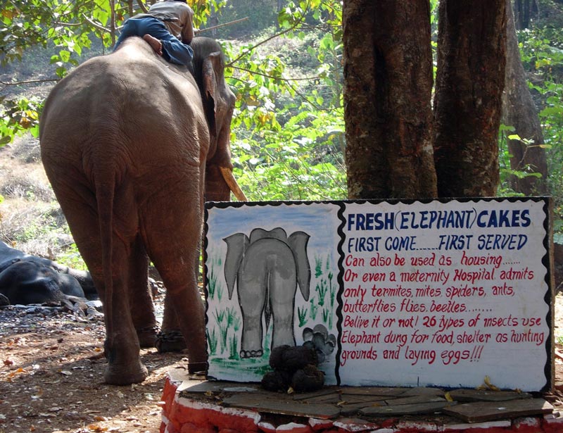 elephant-cakes-Goa
